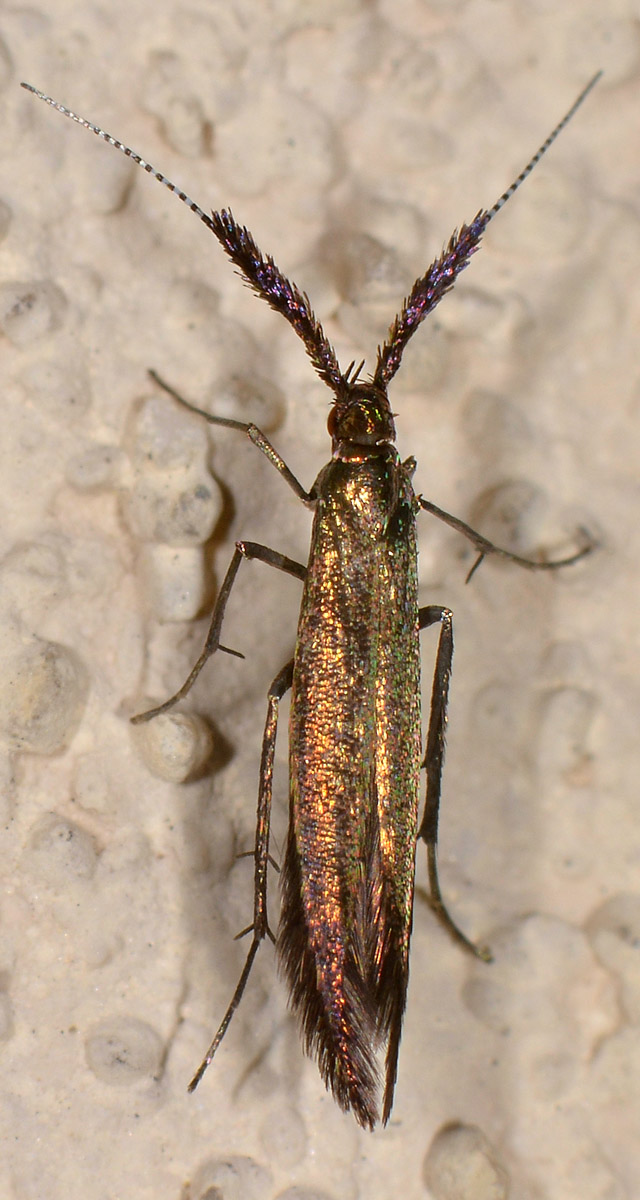 Da determinare - Coleophora sp., Coleophoridae